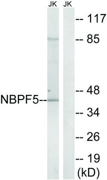 Anti-NBPF5 antibody produced in rabbit