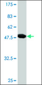 Monoclonal Anti-RAB30 antibody produced in