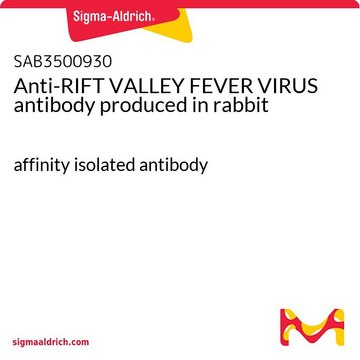 Anti-RIFT VALLEY FEVER VIRUS antibody