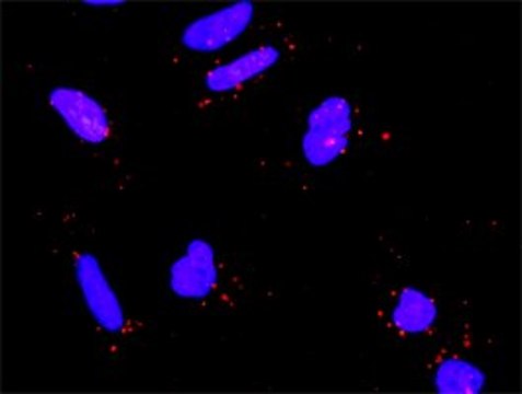 Anti-RICTOR antibody produced in rabbit