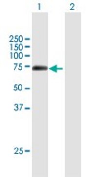 Anti-BHLHB9 antibody produced in mouse
