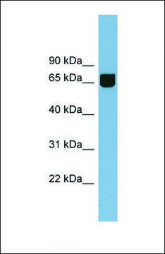 Anti-RIC8B antibody produced in rabbit