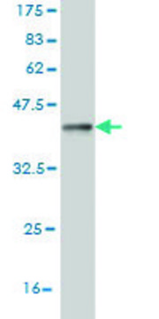 Monoclonal Anti-COG6 antibody produced in
