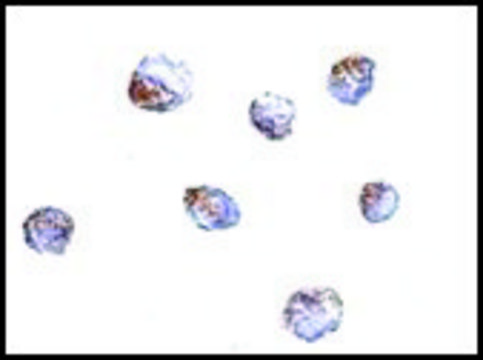 Anti-KLRA1 (ab2) antibody produced in