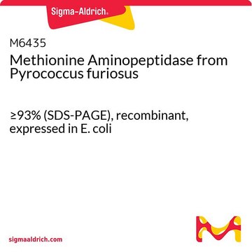 Methionine Aminopeptidase from Pyrococcus furiosus