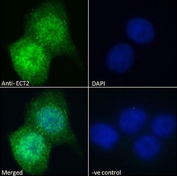 Anti-ECT2 antibody produced in goat
