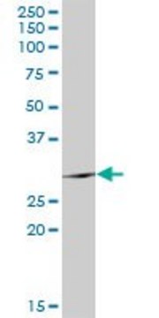 Anti-TSSK6 antibody produced in rabbit