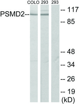 Anti-PSMD2 antibody produced in rabbit
