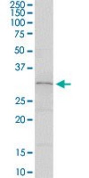 Anti-SLA2 antibody produced in rabbit