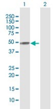 Anti-APOH antibody produced in rabbit