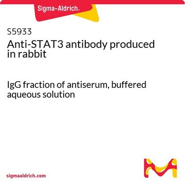 Anti-STAT3 antibody produced in rabbit