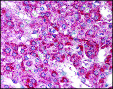 Anti-HUS1B antibody produced in rabbit