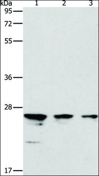 Anti-MOB1B antibody produced in rabbit