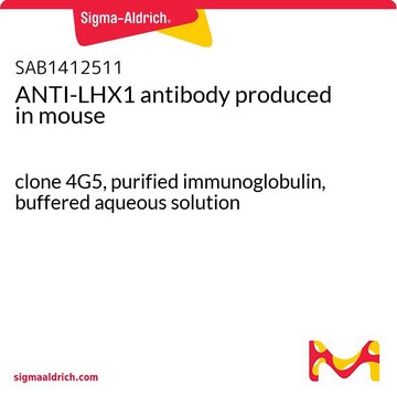 ANTI-LHX1 antibody produced in mouse