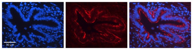 Anti-JAG2 antibody produced in rabbit