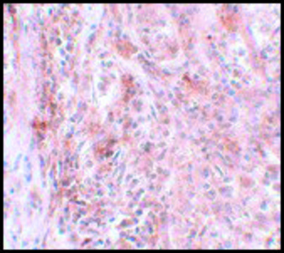 Anti-BCAS2 antibody produced in rabbit