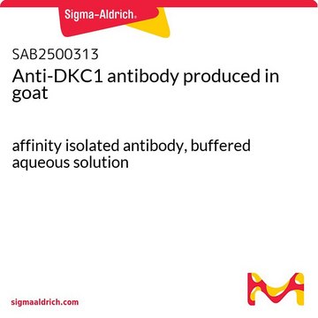 Anti-DKC1 antibody produced in goat