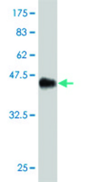 Monoclonal Anti-DSU antibody produced in