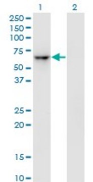 Monoclonal Anti-ZNF350 antibody produced in