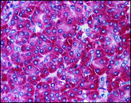 Anti-ANAPC10 antibody produced in rabbit
