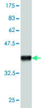 Monoclonal Anti-ACOT11 antibody produced in