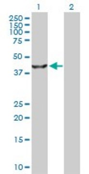 Anti-TRIB3 antibody produced in rabbit