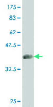 ANTI-SMAD4 antibody produced in mouse