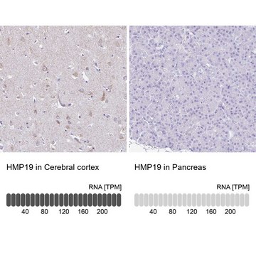 Anti-HMP19 antibody produced in rabbit