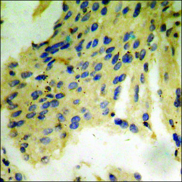 Anti-phospho-Tau (pThr²¹²) antibody produced in