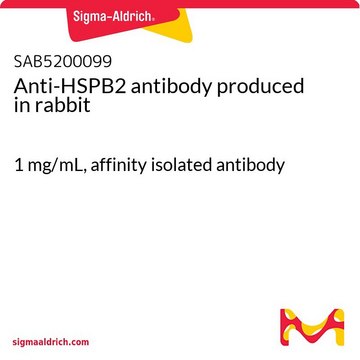 Anti-HSPB2 antibody produced in rabbit