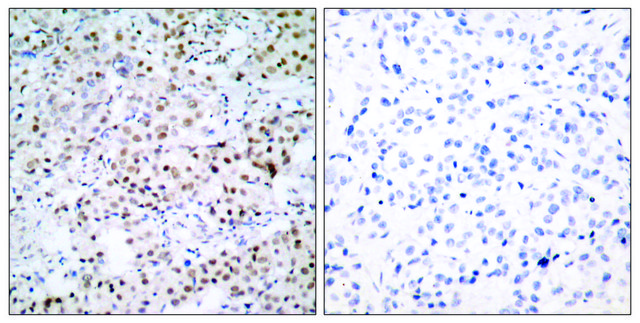 Anti-CREB antibody produced in rabbit