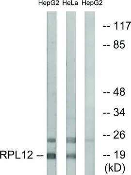 Anti-RPL12 antibody produced in rabbit