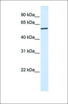 Anti-KPNA4 antibody produced in rabbit