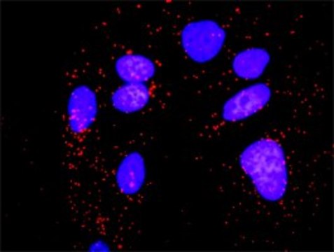 Anti-PPM1B antibody produced in rabbit