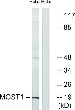 Anti-MGST1 antibody produced in rabbit