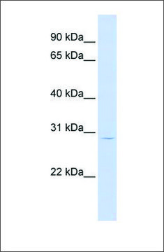 Anti-LIF antibody produced in rabbit
