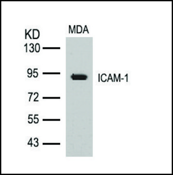 Anti-ICAM1 (Ab-512) antibody produced in