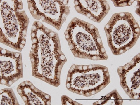 Monoclonal Anti-KLF11 antibody produced in
