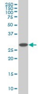 Monoclonal Anti-PSMD9 antibody produced in