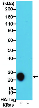 Anti-HA-Tag-Biotin antibody, Rabbit monoclonal