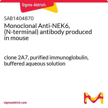 Monoclonal Anti-NEK6, (N-terminal) antibody produced