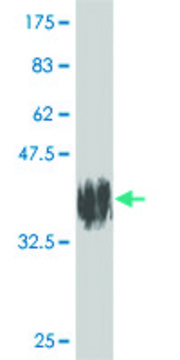 ANTI-ALF antibody produced in mouse