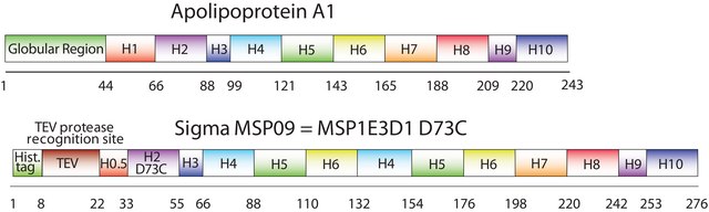 Membrane Scaffold Protein 1E3D1 D73C