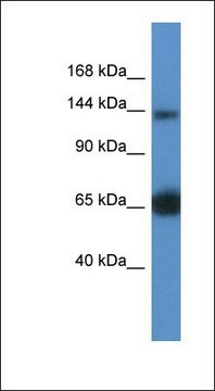 Anti-RAPGEF2 antibody produced in rabbit