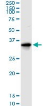 Anti-MLF1 antibody produced in rabbit