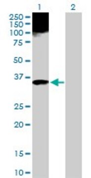 Anti-APOF antibody produced in rabbit