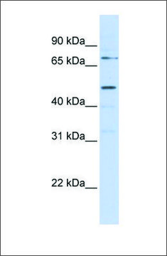 Anti-KREMEN1 antibody produced in rabbit