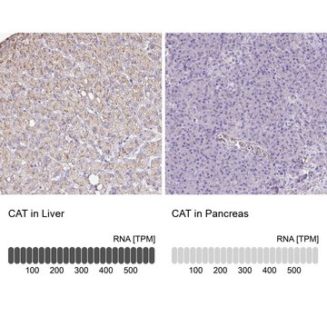 Anti-CAT antibody produced in rabbit