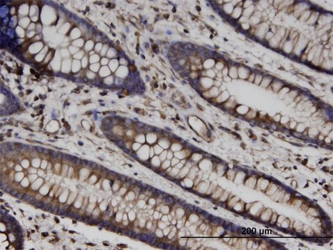 Monoclonal Anti-TUBB antibody produced in
