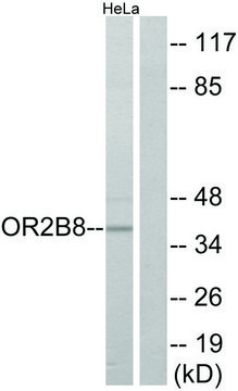 Anti-OR2B8 antibody produced in rabbit